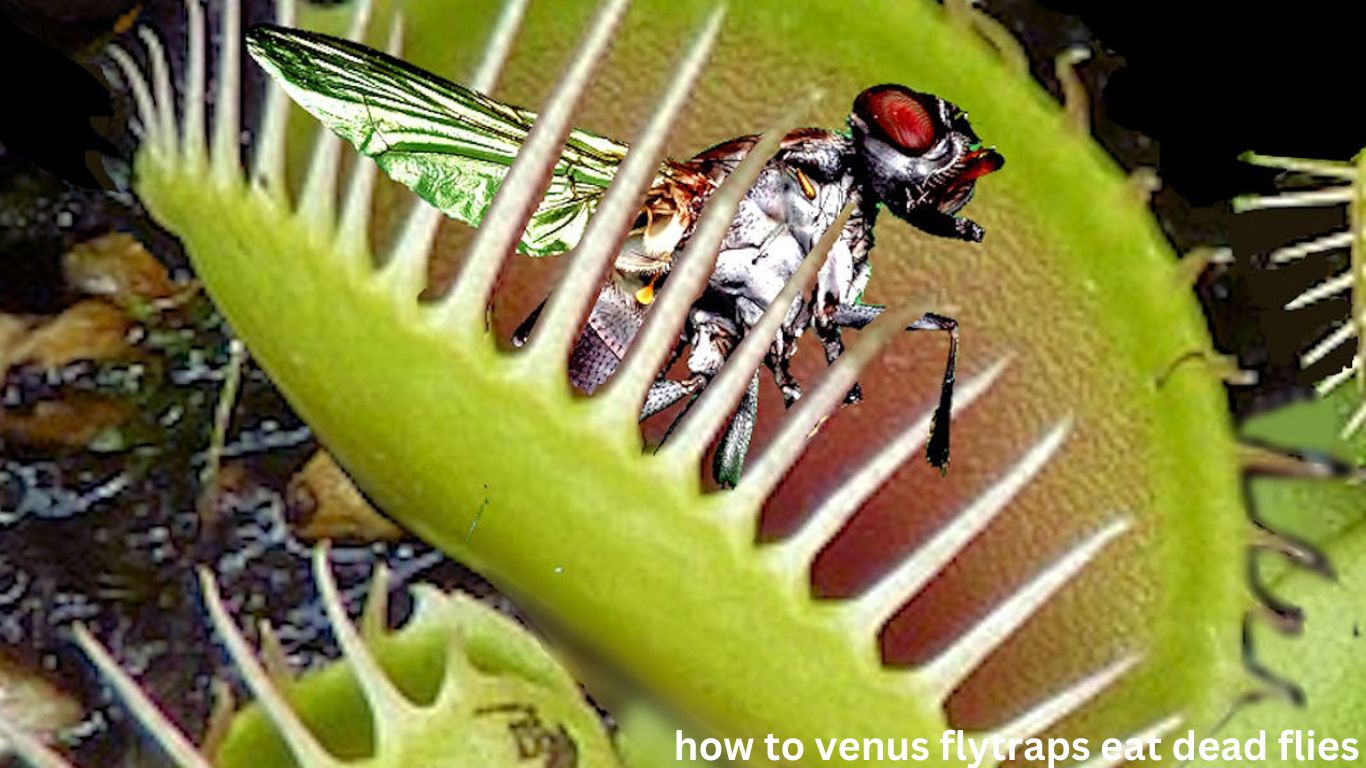 how to venus flytraps eat dead flies